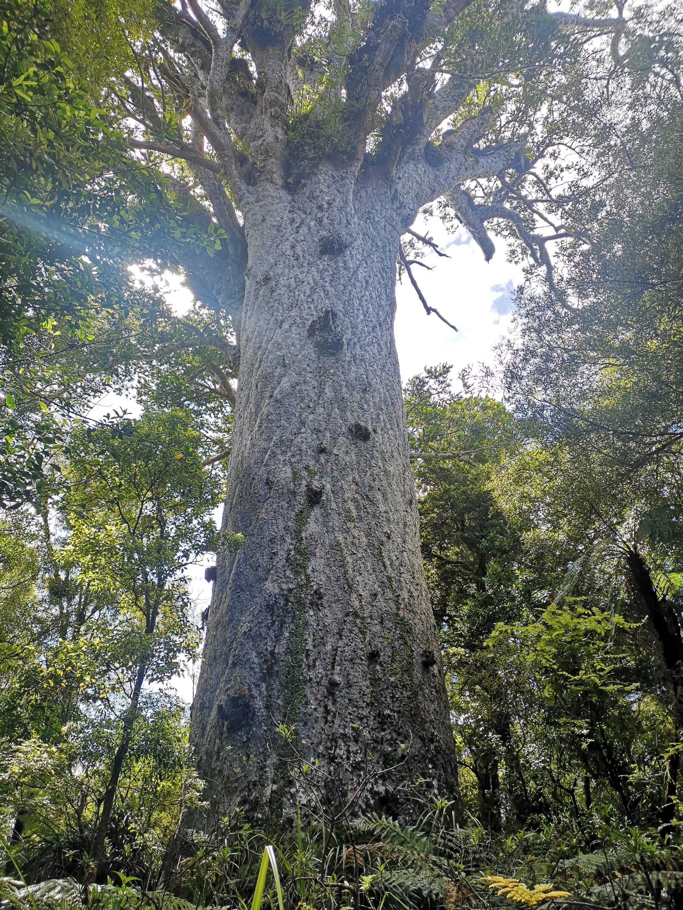 Tane Mahuta