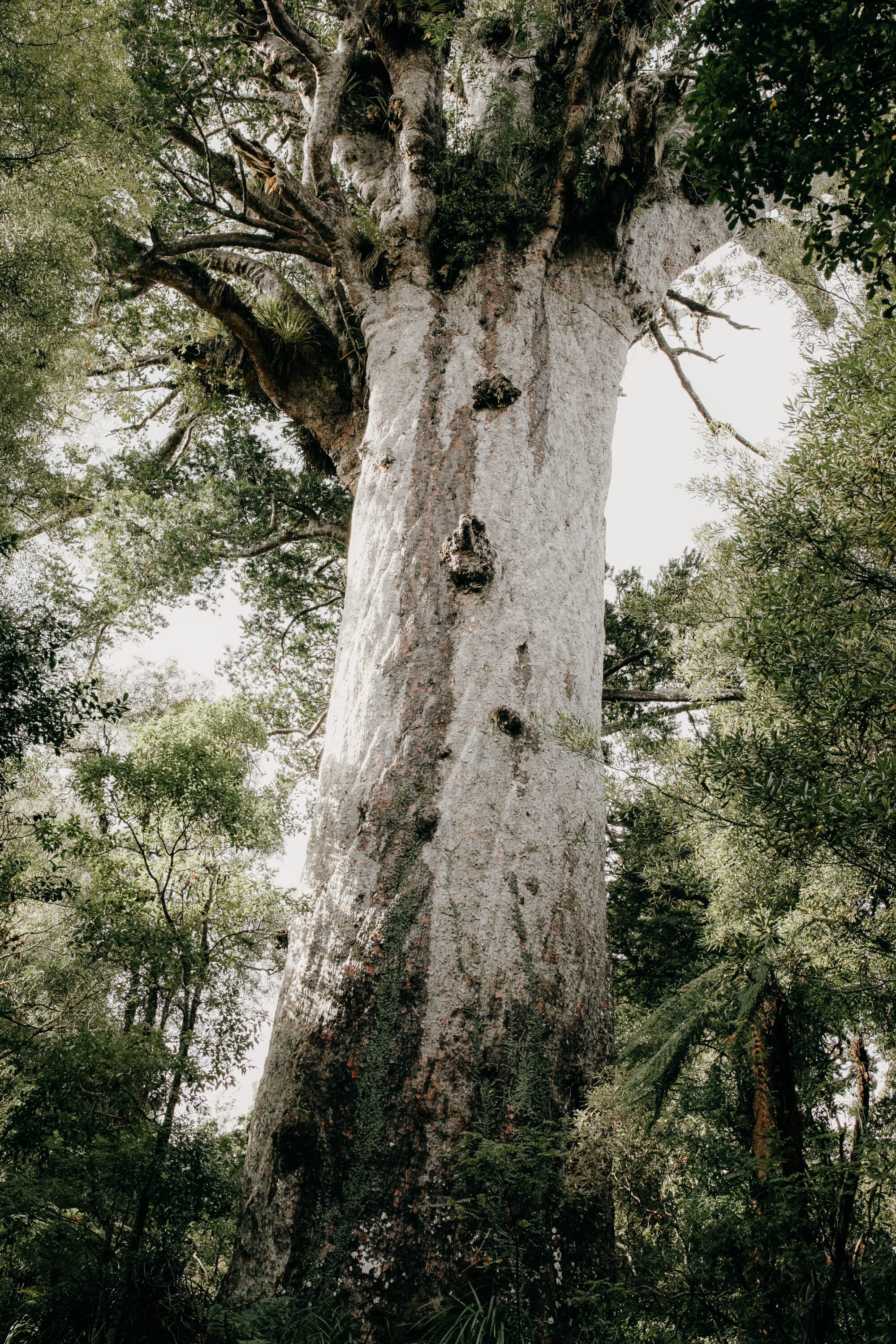 Tane Mahuta