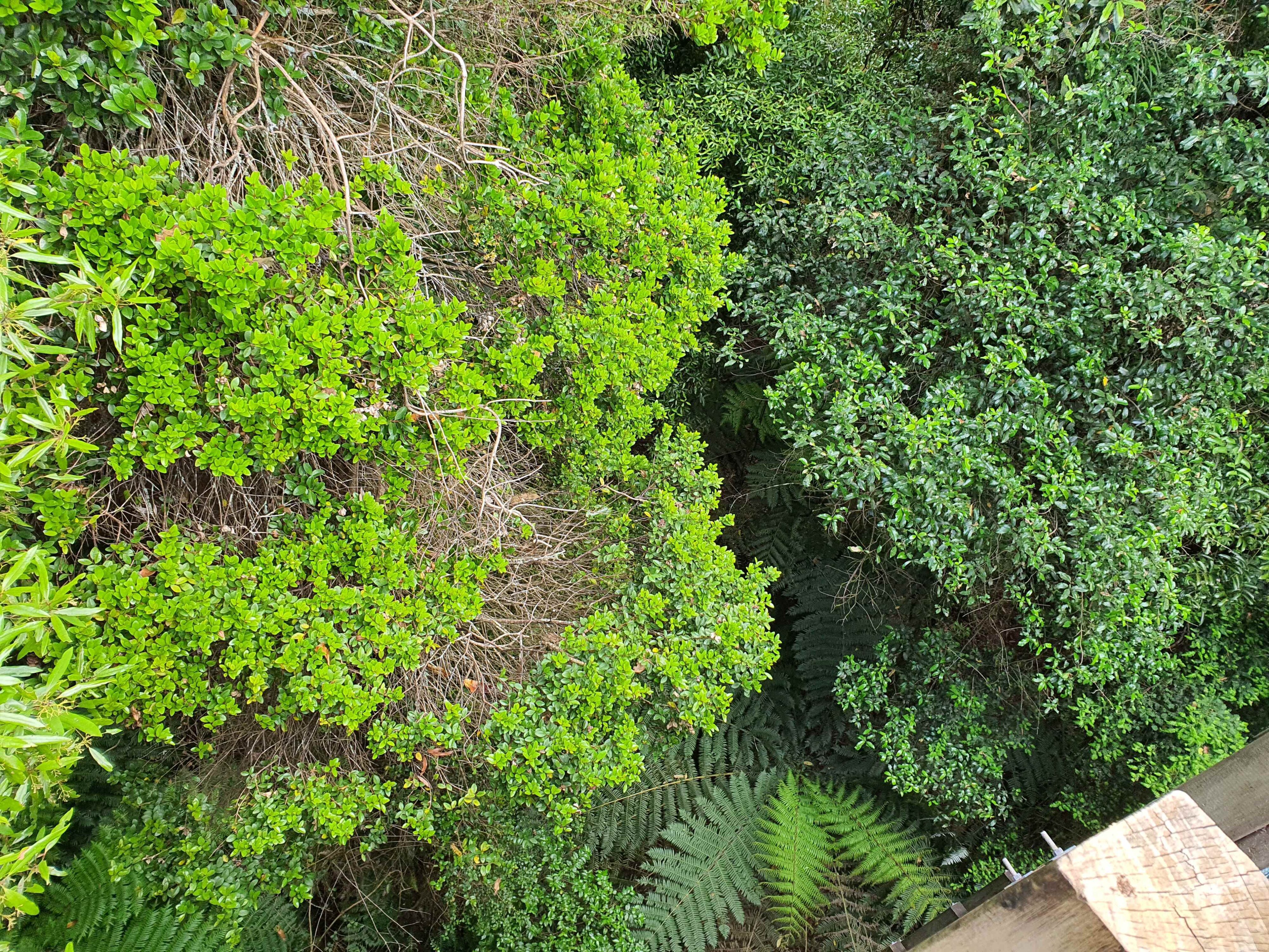 Photo of the view from the viewing tower at Sanctuary Mountain, Maungatautari, Waikato, New Zealand.