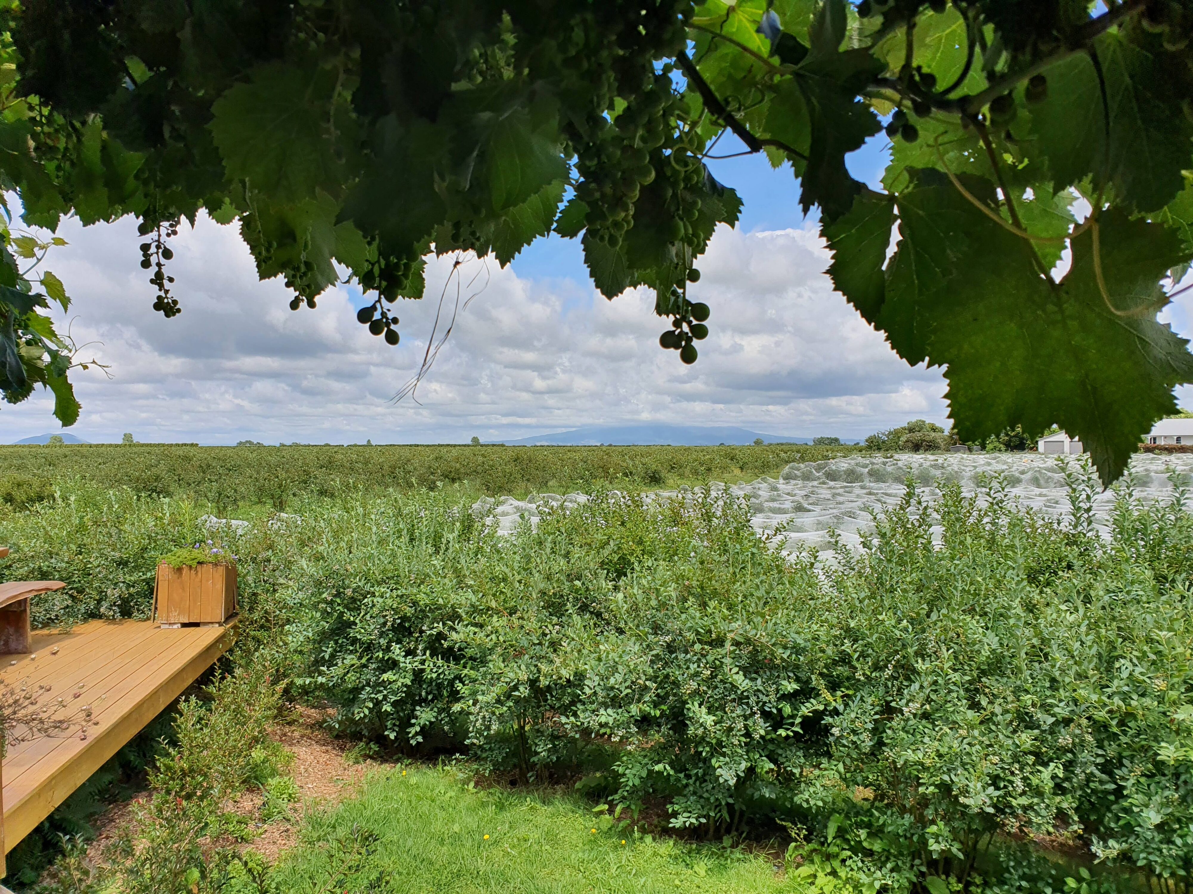 Photo of blueberry plants at Monavale Blueberries, Cambridge, Waikato, New Zealand.