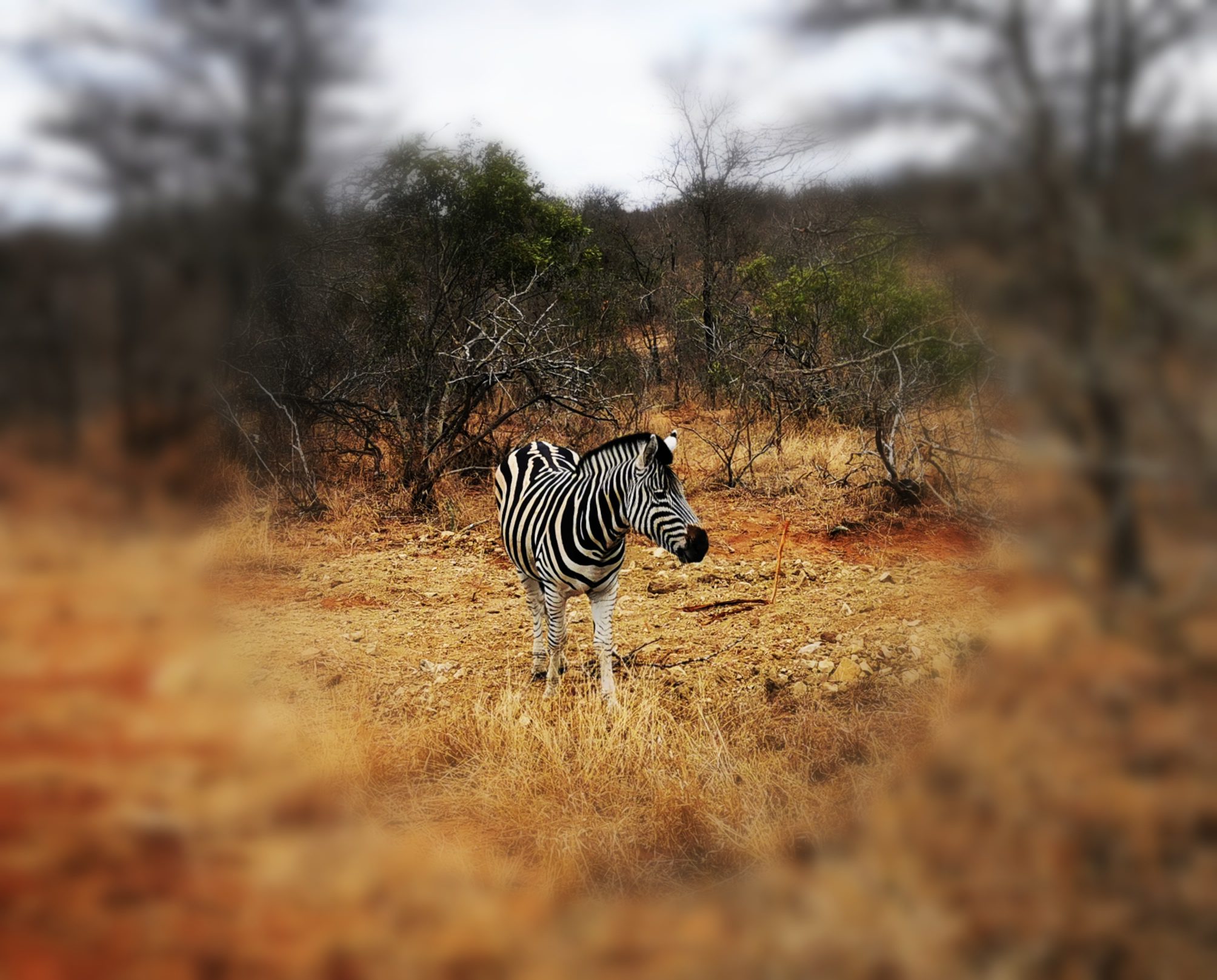 Ford Everest’s African Adventure