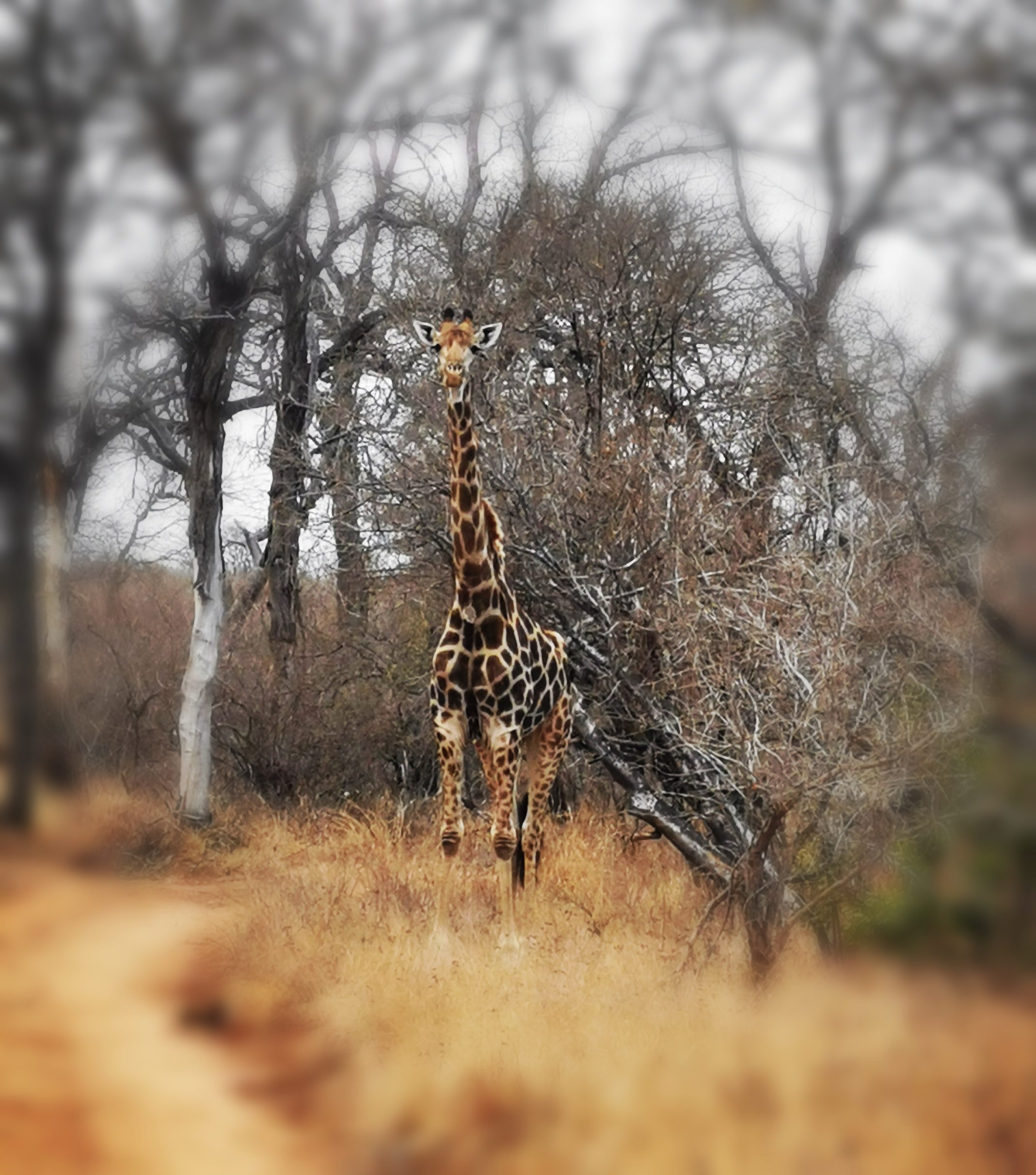 Ford Everest’s African Adventure