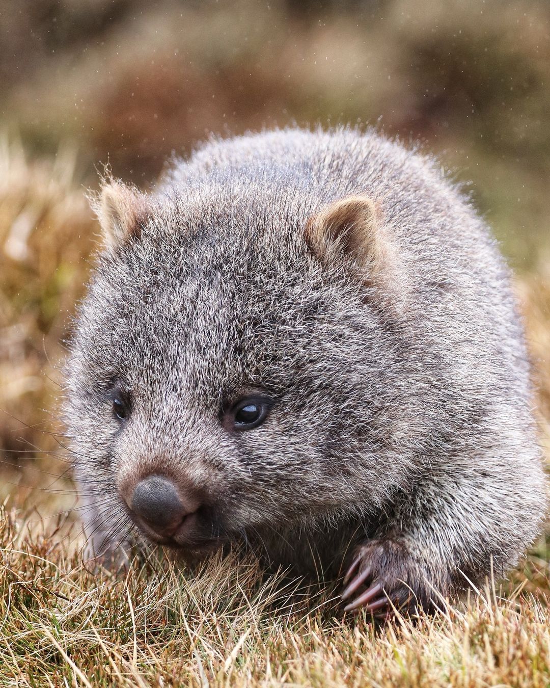 Destination Tasmania