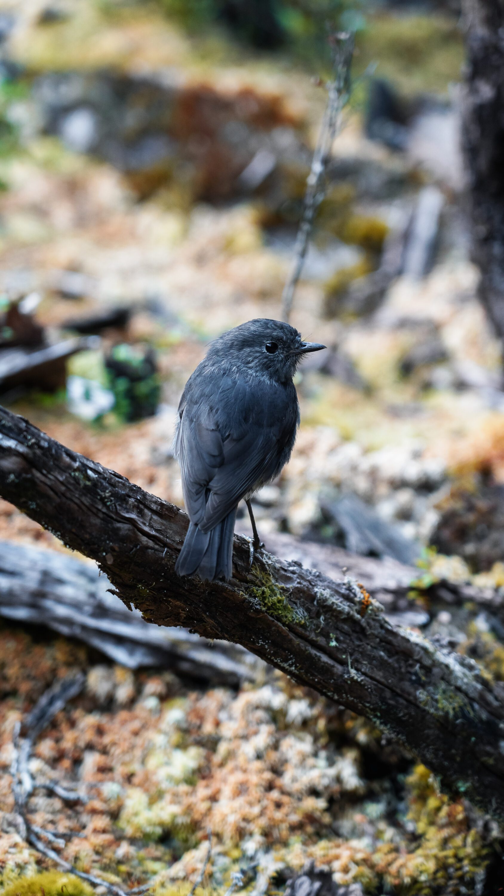 Fiordland's Finest: Four Days on the Milford Track