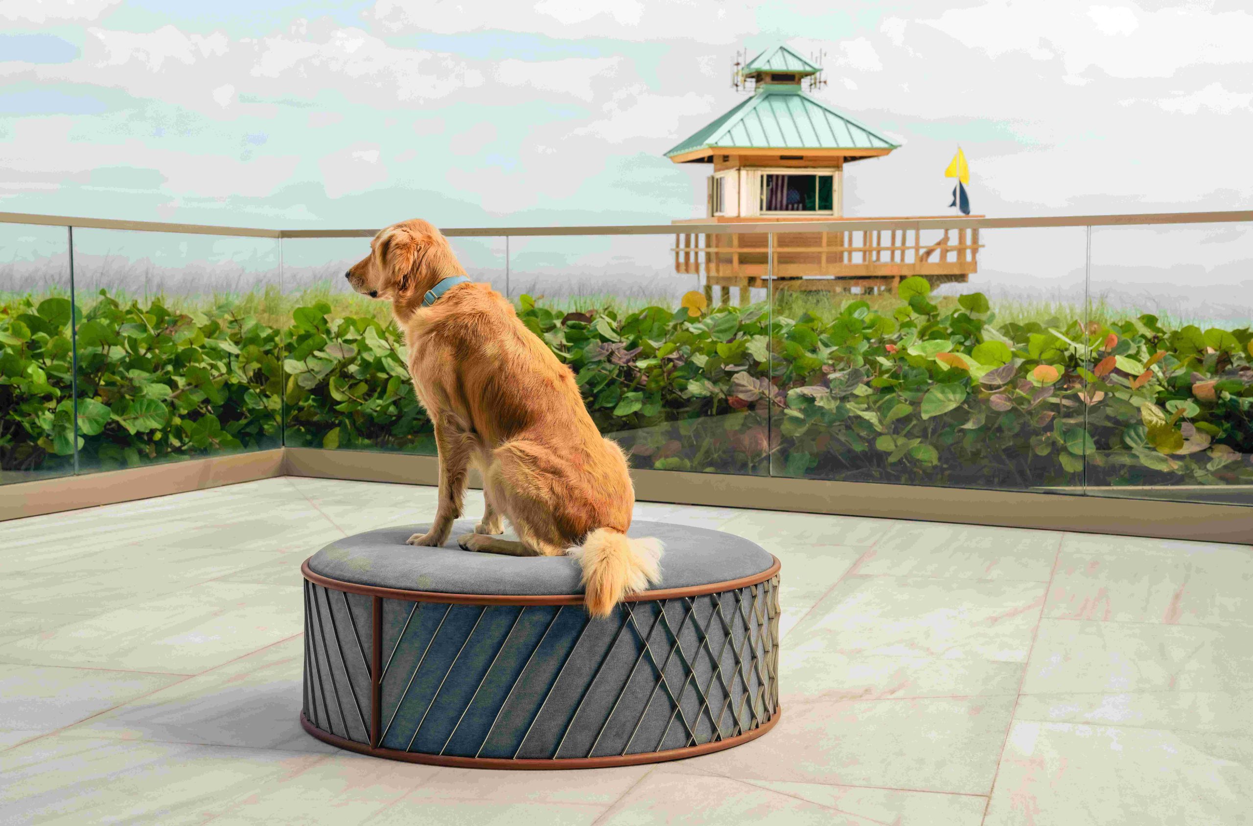 Bentley Miami Residences Pet Spa 