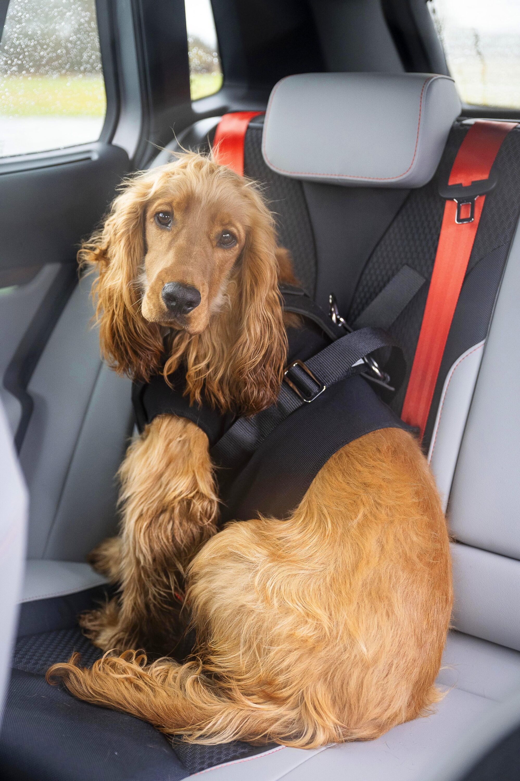 Dogs prefer EVs - Skoda