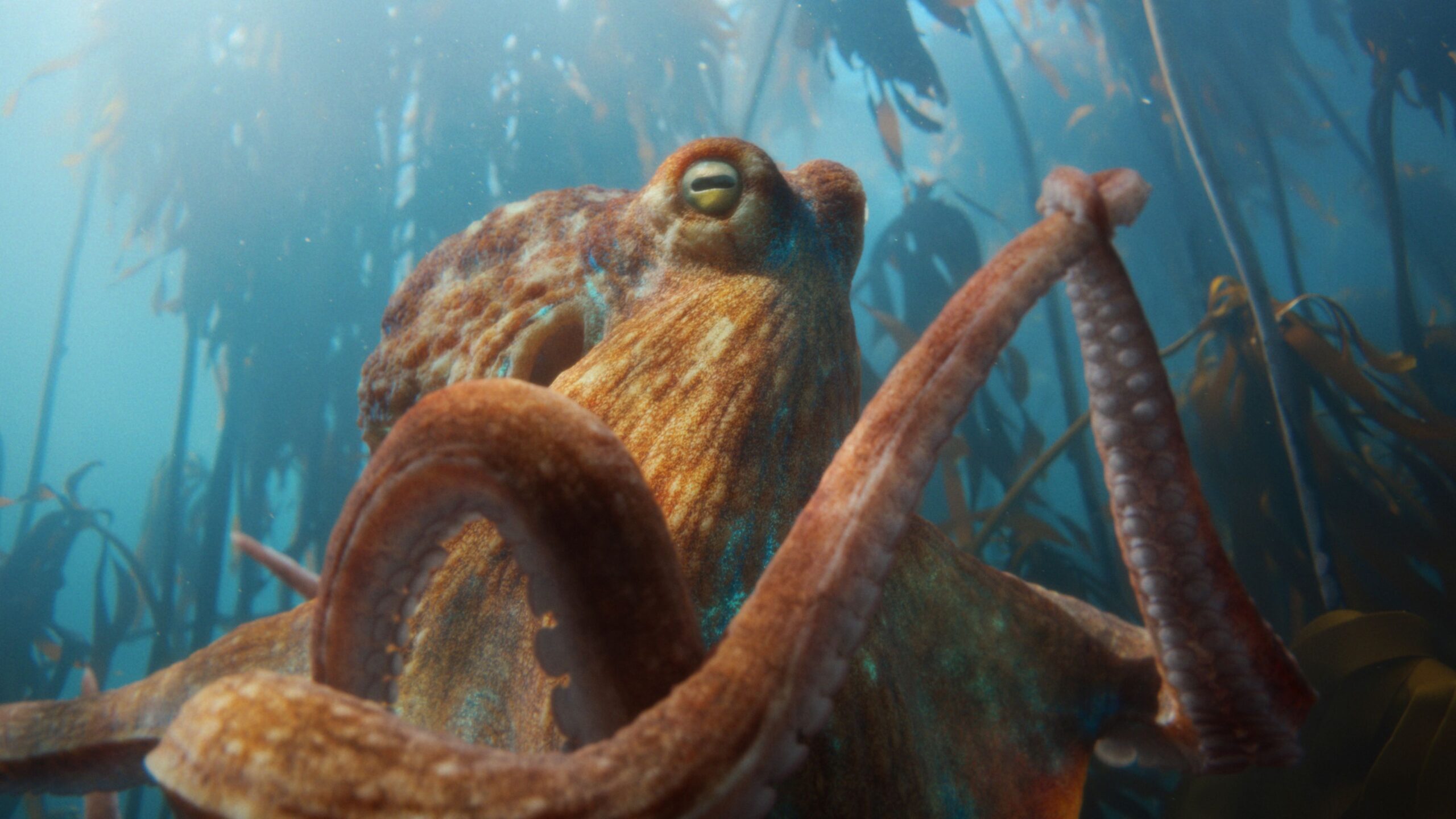 BMW's New Brain Campaign - An Eight-Armed, Waltzing Octopus