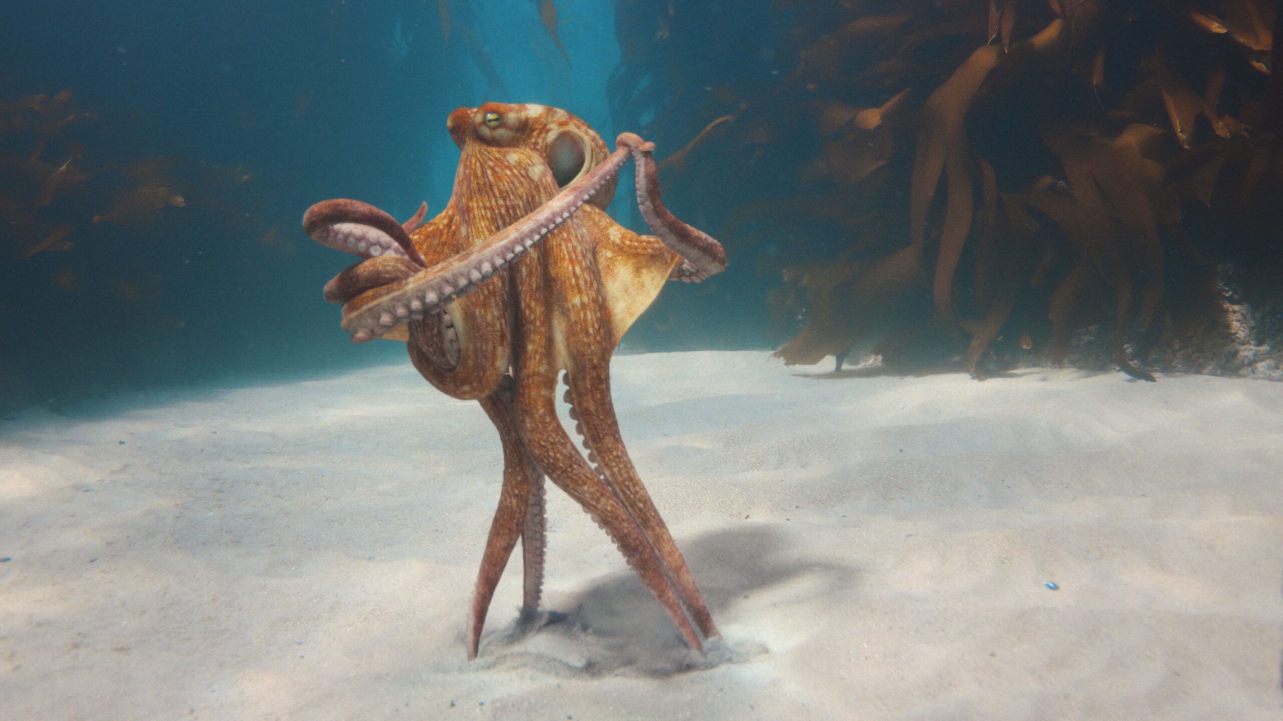 BMW's New Brain Campaign - An Eight-Armed, Waltzing Octopus