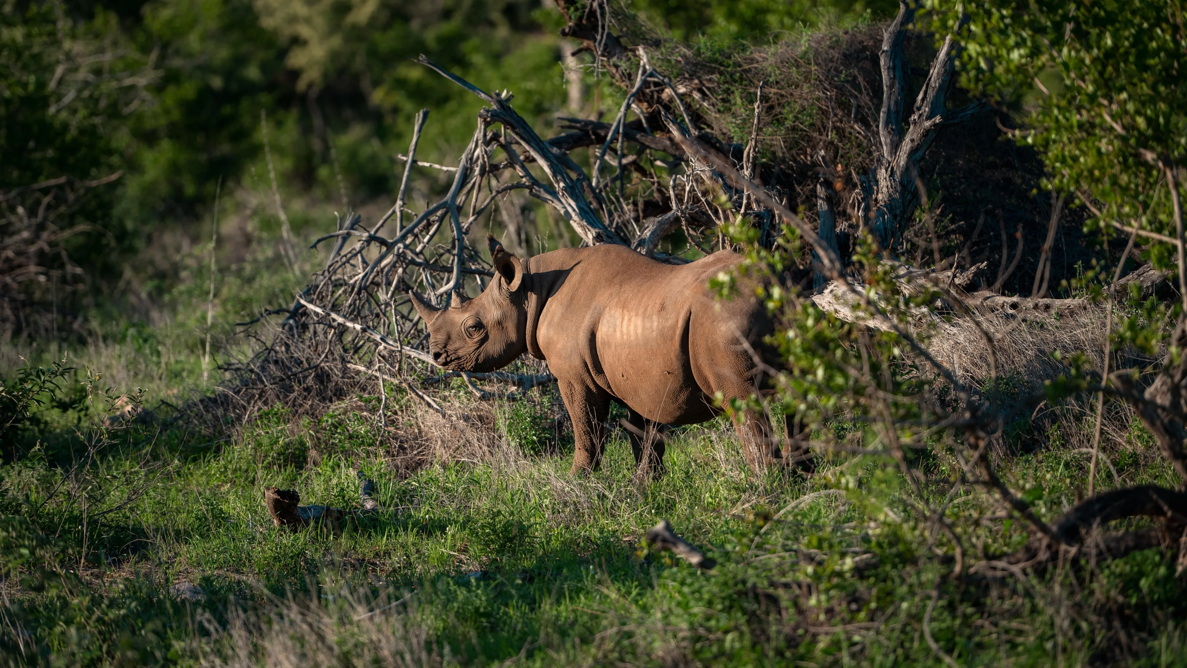 Porsche donates modified Cayenne to The Black Mambas project to protect rhinos
